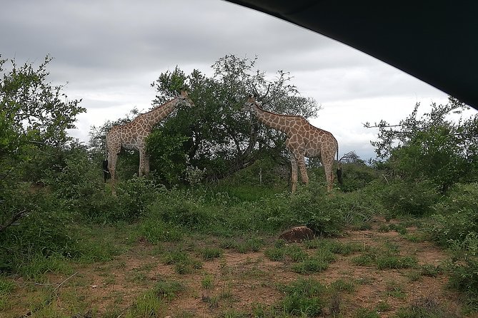 Kruger National Park 2 Days 1 Night Magical Safari from Johannesburg Private - Practical tips for getting the most from your two days