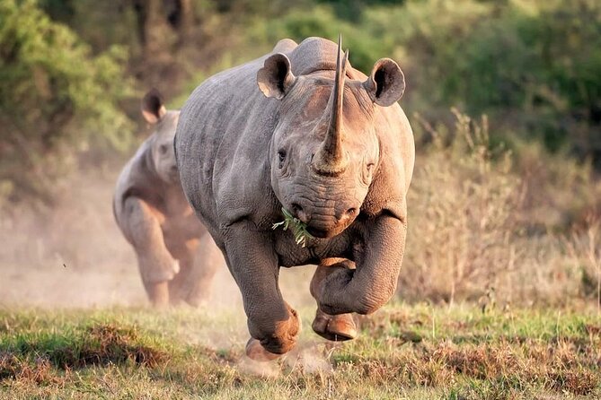 Kruger National Park. 2 Days Best Ever Safari from Cape Town - Cape Town to Johannesburg to the Kruger Area: Morning Transfers That Matter