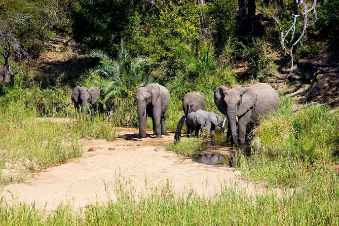 Kruger National Park. 2 Days Best Ever Safari from Cape Town - Check-In and Your First Afternoon Game Drive in Kruger