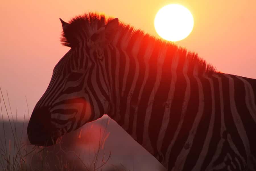 Kruger National Park: 3 Day Safari Tour - Should you book this 3-day Kruger safari?