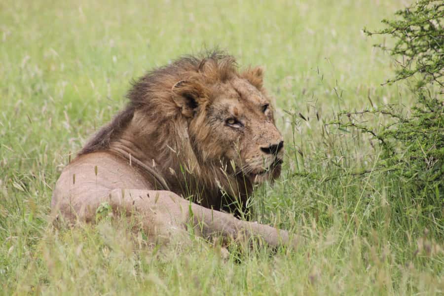 Kruger National Park: 3 Day Safari Tour - Day 2: Orpen Gate at 5:30am for a full Kruger day