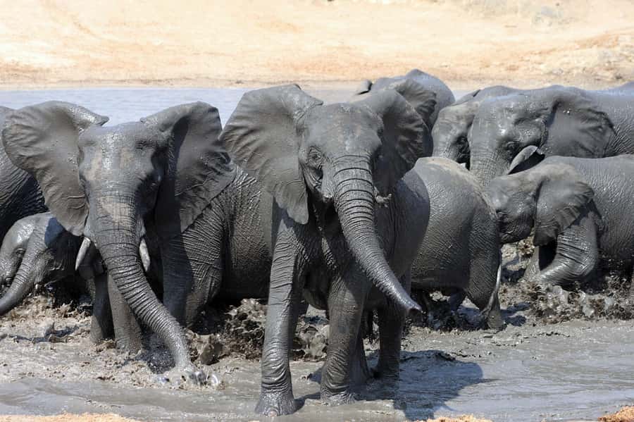 Kruger National Park: 3 Day Safari Tour - Day 1: Johannesburg to Hoedspruit, 4pm sunset drive, and camp dinner