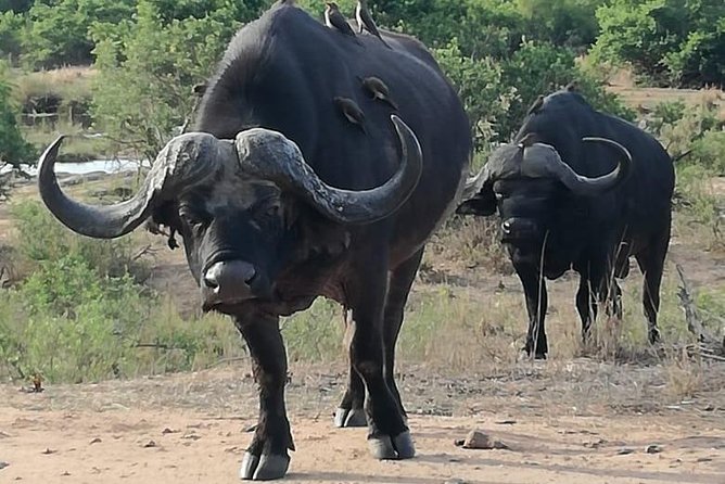 Kruger National Park 3 Days Best Ever Safari from Cape Town - Day 3 early morning drive: best odds for action before the day warms up