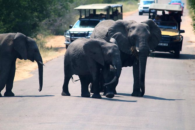 Kruger National Park 3 Days Best Ever Safari from Cape Town - The guide experience: what matters more than people think
