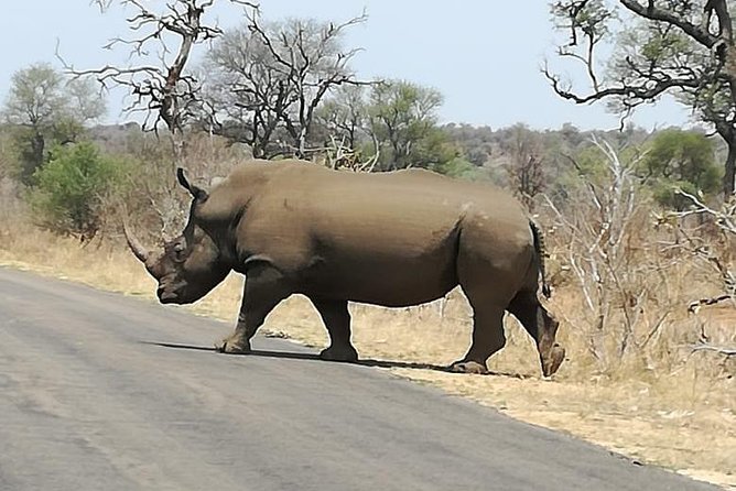 Kruger National Park 3 Days Best Ever Safari from Cape Town - Price and logistics: where the value is strong, and where it can wobble