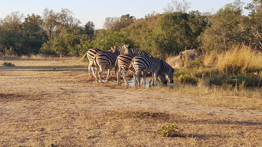 Kruger National Park: 3-Hour Walking Safari - From Hazyview to the Park: Getting There Without Losing the Day