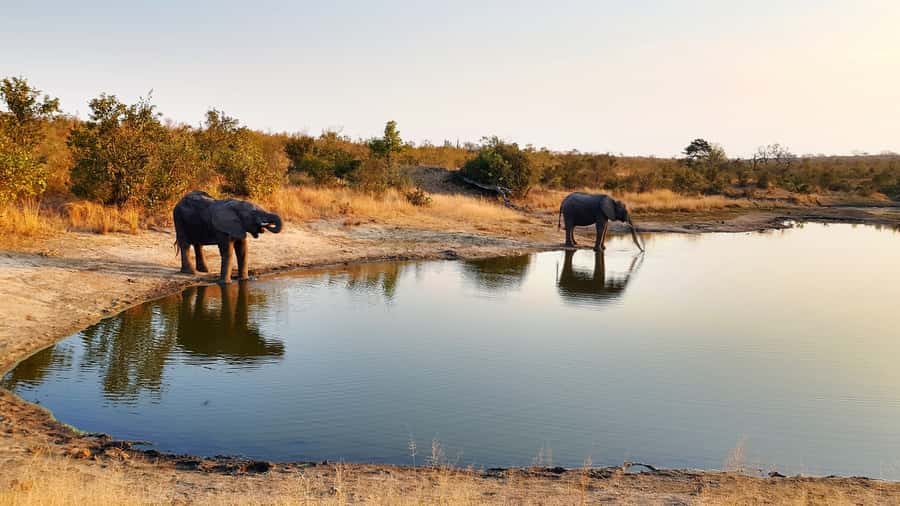 Kruger National Park: 3-Hour Walking Safari - Touching Plants and Learning Medicinal Uses (Yes, Really)