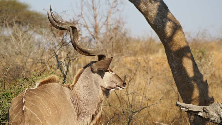 Kruger National Park: 3-Hour Walking Safari - Who This Kruger Walking Safari Fits Best