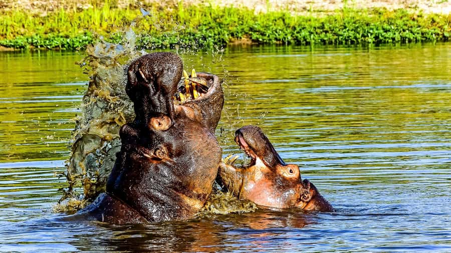 Kruger National Park: 3-Hour Walking Safari - The 3-Hour Walking Portion: Tracks, Birds, and Bush Awareness