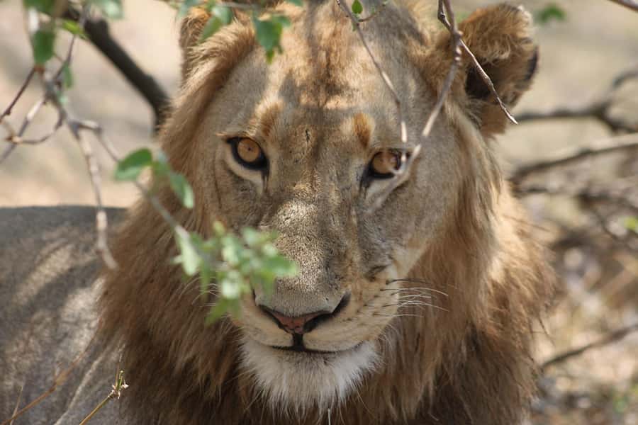 Kruger National Park - 4 Day Safari Tour - A 4-day Kruger plan that balances wildlife with meaning