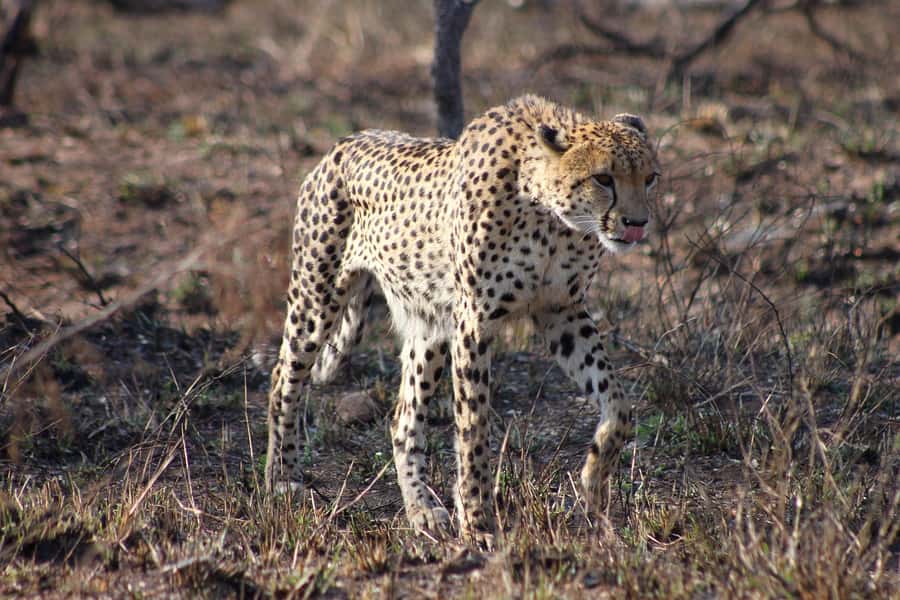 Kruger National Park - 4 Day Safari Tour - Day 1 in camp and a 3-hour private reserve sunset safari