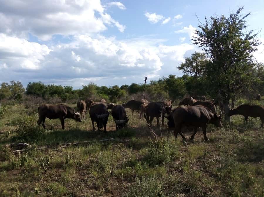 Kruger National Park: 4-Day Ultimate Safari Tour - Key highlights at a glance