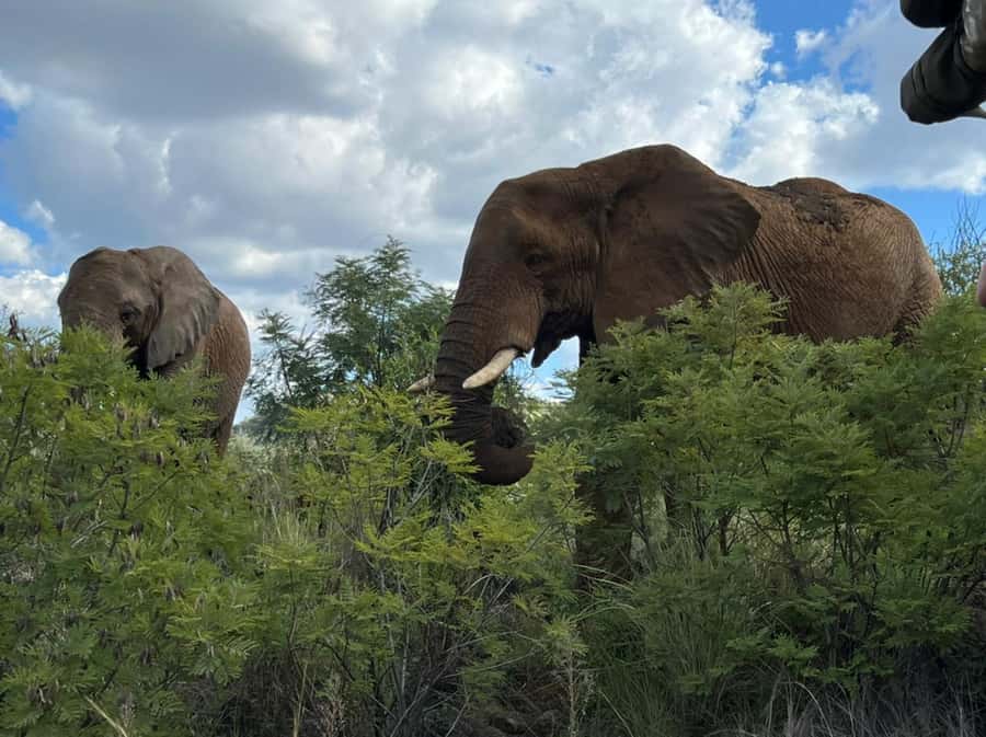 Kruger National Park: 4-Day Ultimate Safari Tour - Johannesburg to Kruger via the Panorama Route: the scenic warm-up you need