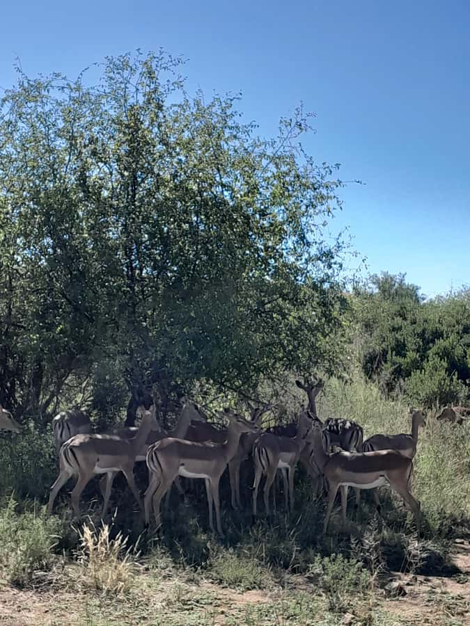 Kruger National Park: 4-Day Ultimate Safari Tour - Blyde River Canyon viewpoints: God’s Window, Bourke’s Luck Potholes, Three Rondevals