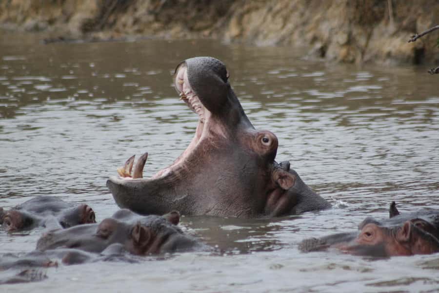 Kruger National Park - 5 Day Safari Tour - Two full Kruger days: open-vehicle safaris with Orpen timing
