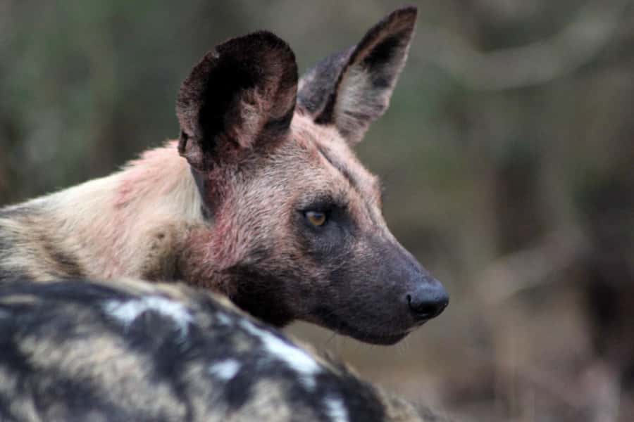 Kruger National Park - 5 Day Safari Tour - What Moholoholo really adds: rehab and conservation learning