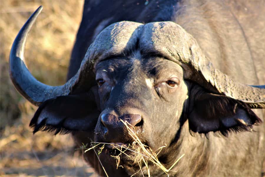 Kruger National Park Afternoon Safari - Your guide’s role: spotting, story, and stop-and-look time