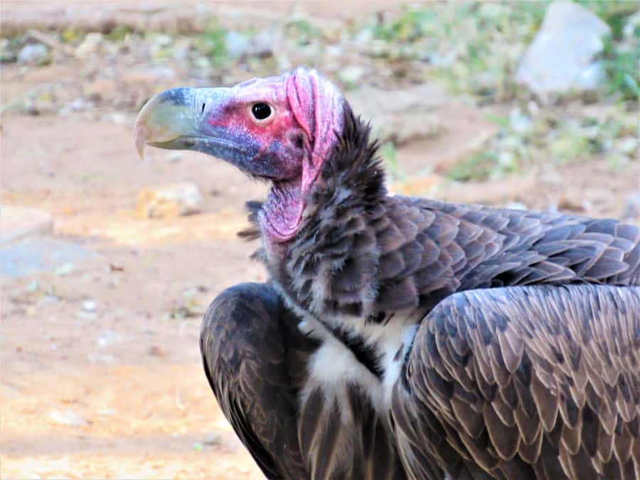 Kruger National Park Afternoon Safari - Big Five chances in an afternoon, what to realistically expect