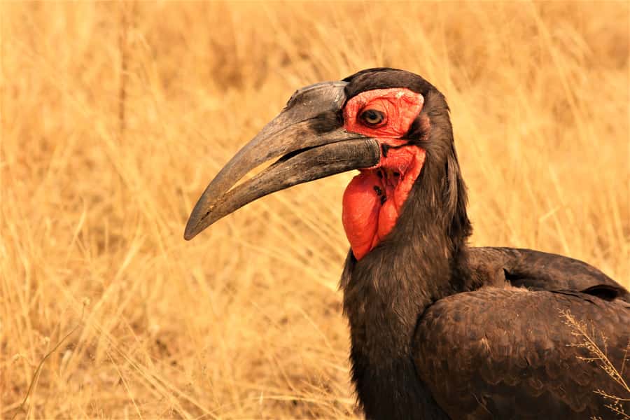 Kruger National Park Afternoon Safari - Cultural stops if time permits, rock art and archaeology