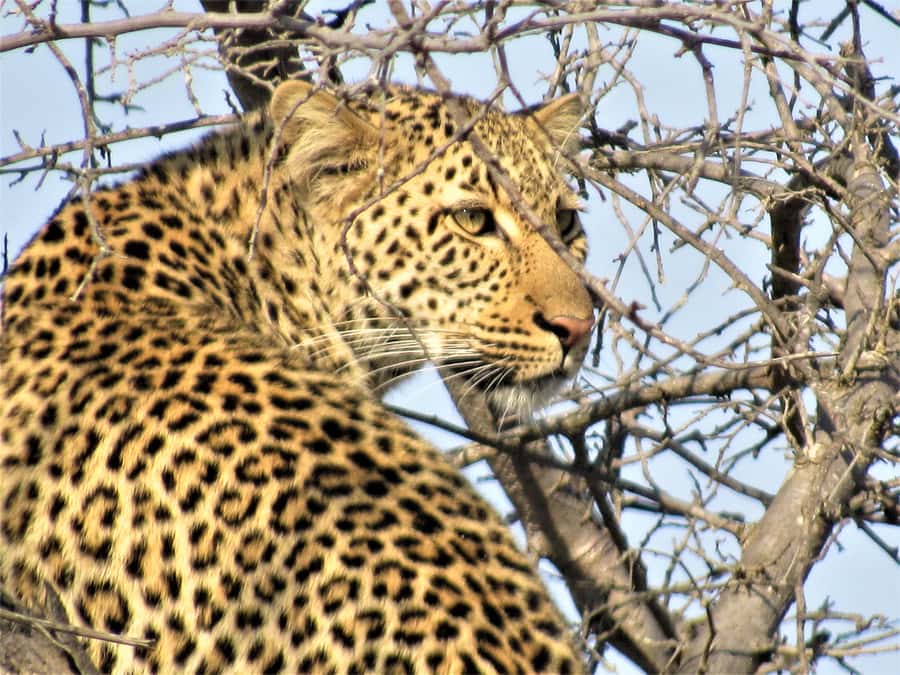 Kruger National Park Afternoon Safari - Price and the real cost after KNP fees