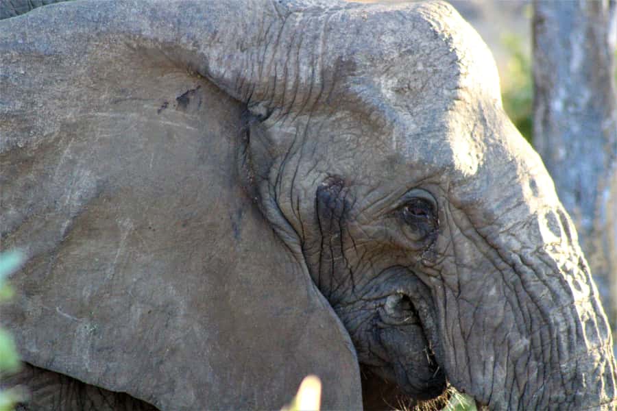 Kruger National Park Afternoon Safari - Who this afternoon safari is best for