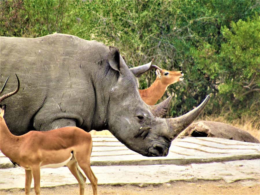Kruger National Park Afternoon Safari - Should you book this Kruger National Park afternoon safari?