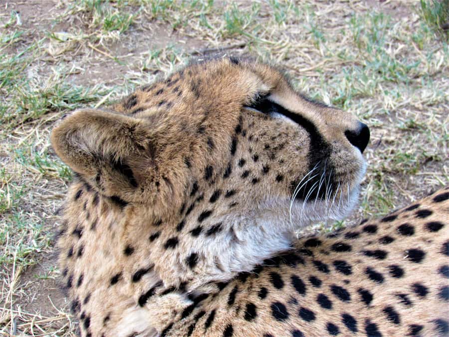 Kruger National Park Afternoon Safari - Open safari vehicle vs air-conditioned comfort