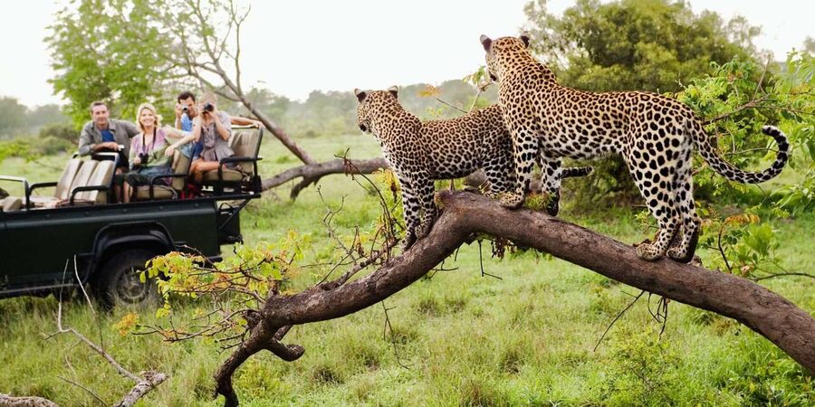 Kruger National Park & Blyde River Canyon 4 Day Safari - Should you book this Kruger and Blyde River Canyon 4 day safari?