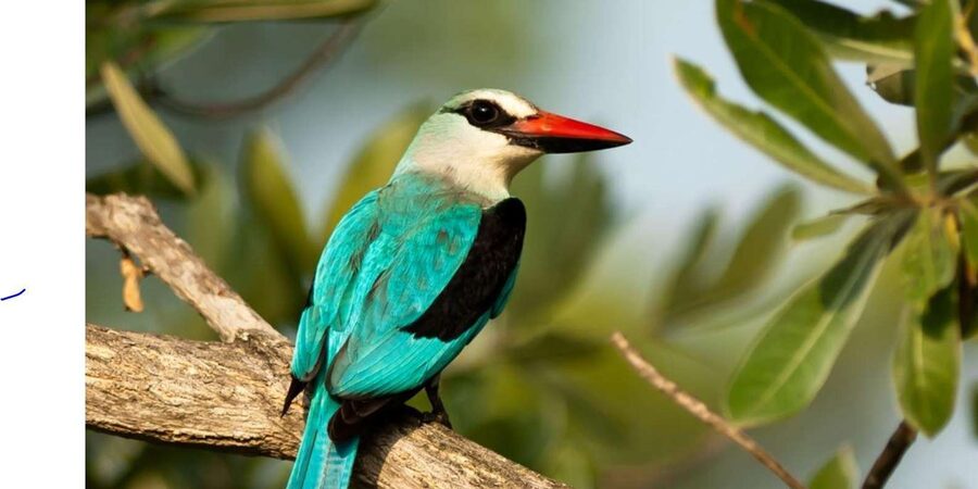Kruger National Park & Blyde River Canyon 4 Day Safari - Who this tour suits best