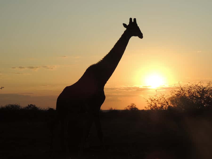 Kruger National Park: Full-Day Game Drive with Pickup - Key things I’d bet on during this Kruger game drive