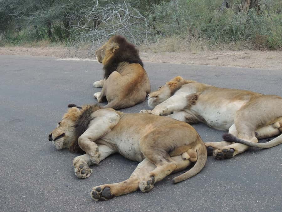 Kruger National Park: Full-Day Game Drive with Pickup - Open Safari 4x4 in Kruger, What That Means for Your Wildlife Time