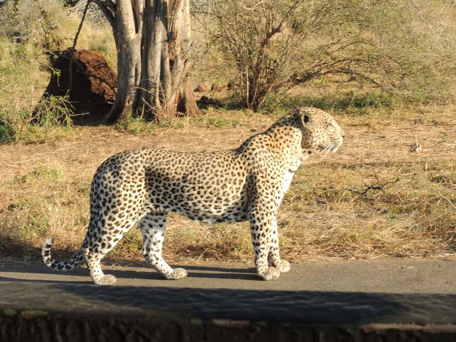 Kruger National Park: Full-Day Game Drive with Pickup - How the Guide Turns Park Roads Into Real Sightings