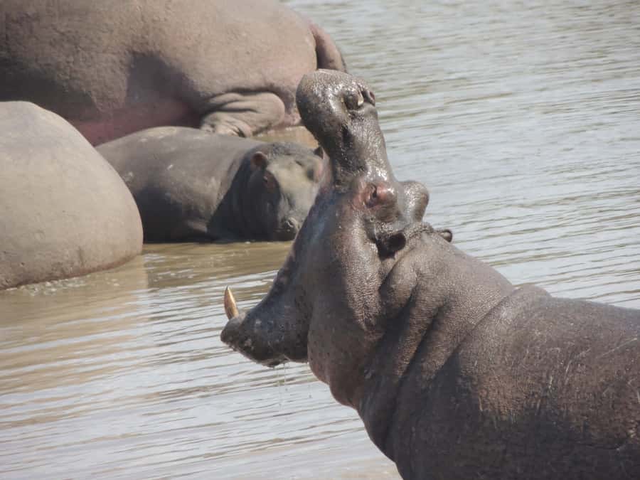 Kruger National Park: Full-Day Game Drive with Pickup - The Breakfast and Lunch Stops, Why They’re More Than a Rest Break