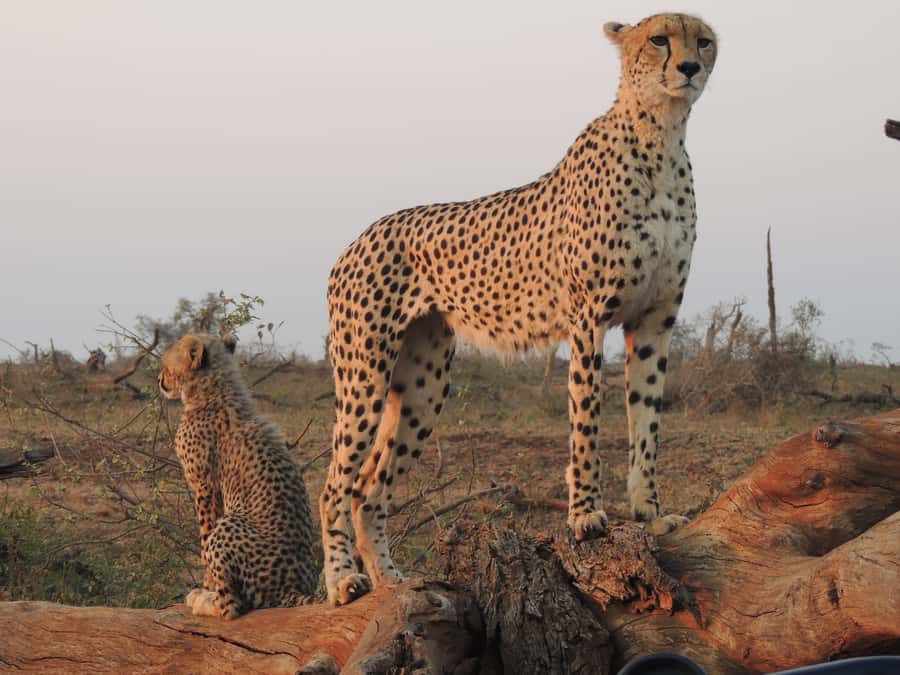 Kruger National Park: Full-Day Game Drive with Pickup - Price and Value, Plus the Conservation Fee Reality Check