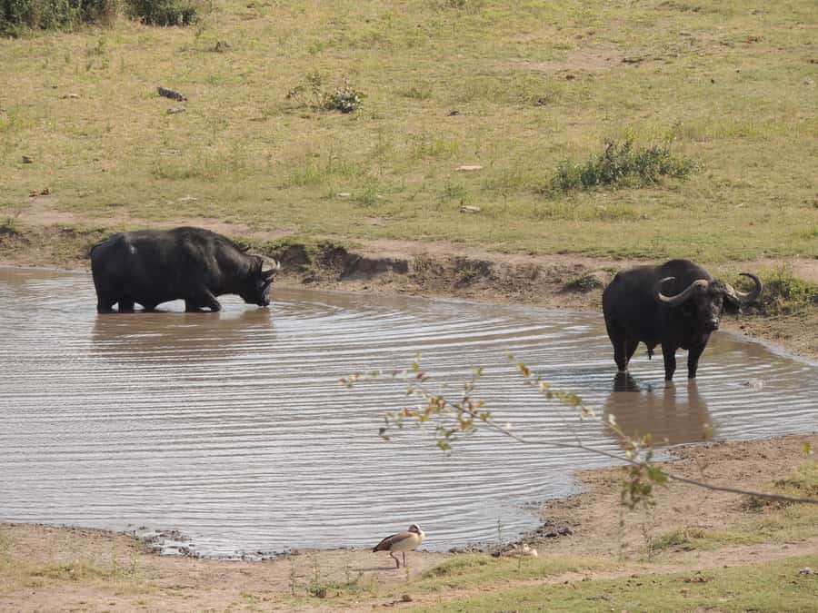Kruger National Park: Full-Day Game Drive with Pickup - What to Bring and What Rules to Follow