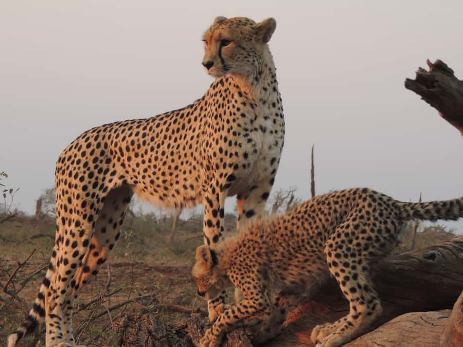 Kruger National Park: Full-Day Game Drive with Pickup - Tour Pace and Comfort, What Might Surprise You