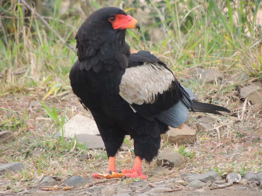 Kruger National Park: Full-Day Game Drive with Pickup - Who Should Book This Kruger Full-Day Drive
