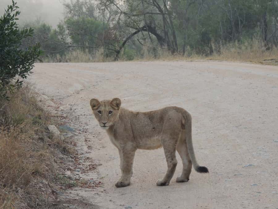 Kruger National Park: Full-Day Game Drive with Pickup - Early Start and the Real Weather Factor Before Sunrise