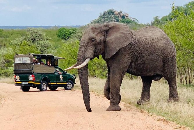Kruger National Park Full Day Private safari - Key highlights