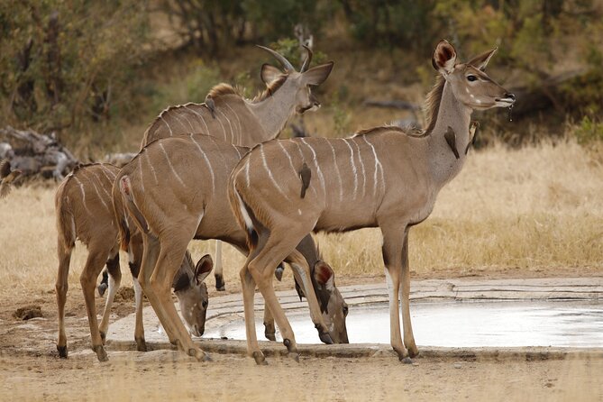 Kruger National Park Full Day Private safari - The private game drive: flexibility you can feel