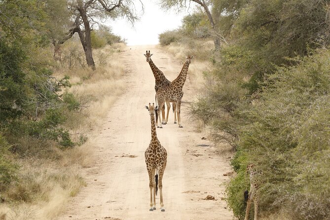 Kruger National Park Full Day Private safari - Stop for breakfast at a rest camp, then back on the road