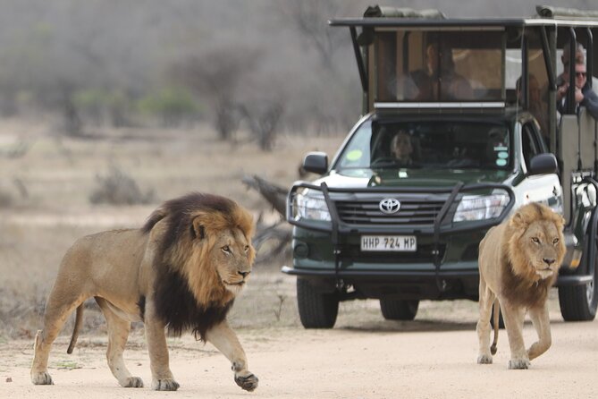 Kruger National Park Full Day Private safari - Big Five chasing, plus the sightings that steal the day