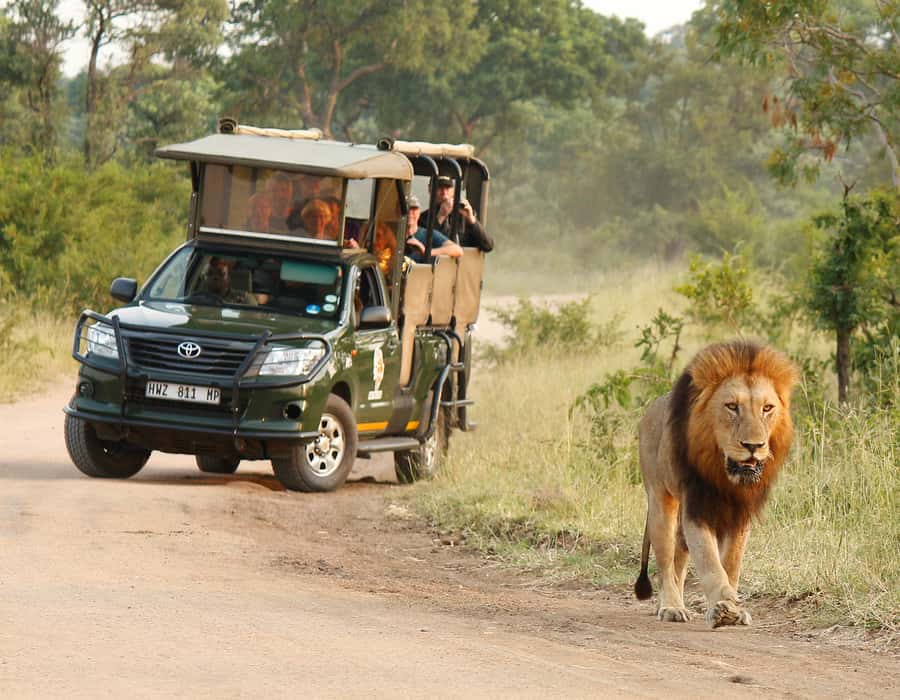 Kruger National Park: Full-Day Private Safari With Pickup - Big Five hunting in Kruger: expectations that keep the day fun