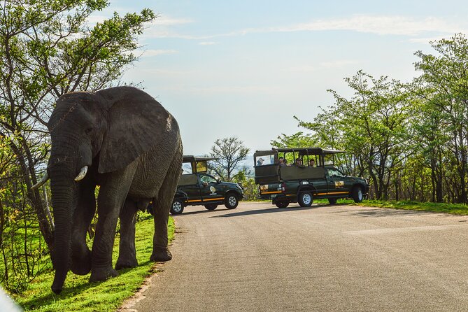 Kruger National Park Full Day Private safari - Pickup from Hazyview: what your morning flow feels like
