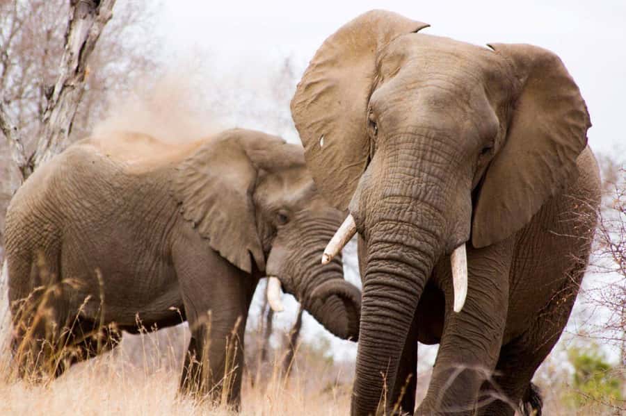 Kruger National Park Full-Day Safari - 6 Key Details That Make This Kruger Safari Worth Your Day