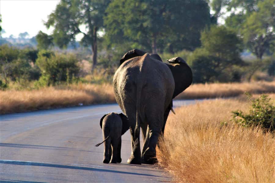 Kruger National Park Full-Day Safari - Open Safari Vehicle vs Air-Conditioned Comfort: Choose Your Style