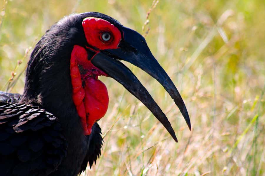 Kruger National Park Full-Day Safari - The Big Five Focus, and Why a Guide Changes Everything