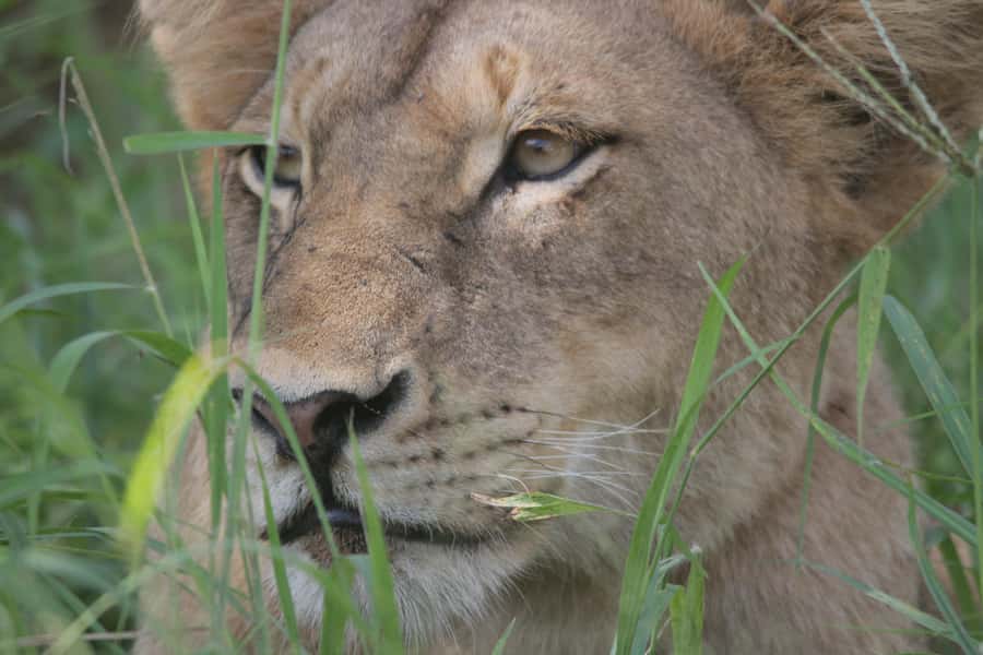 Kruger National Park Full-Day Safari - Birds, Cicadas, and Fish Eagles: The Soundtrack of Kruger
