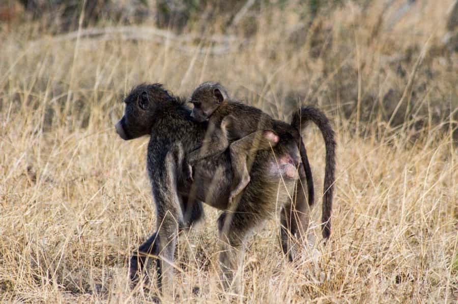 Kruger National Park Full-Day Safari - Human History Stops: Bushman Rock Paintings and Archaeology