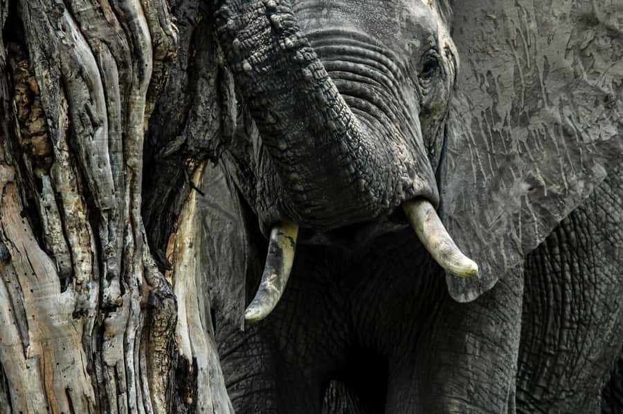Kruger National Park Full-Day Safari - Meals and Entry Fees: The Budget Reality Check